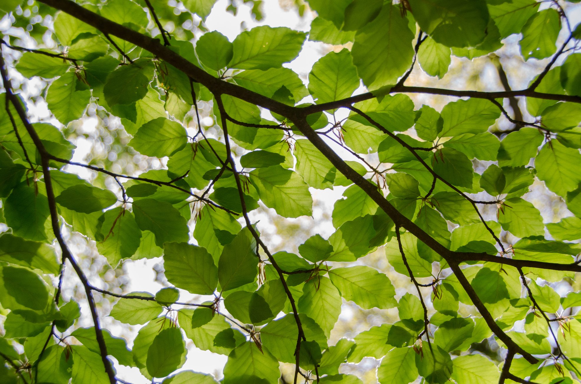 Green Leafed Tree