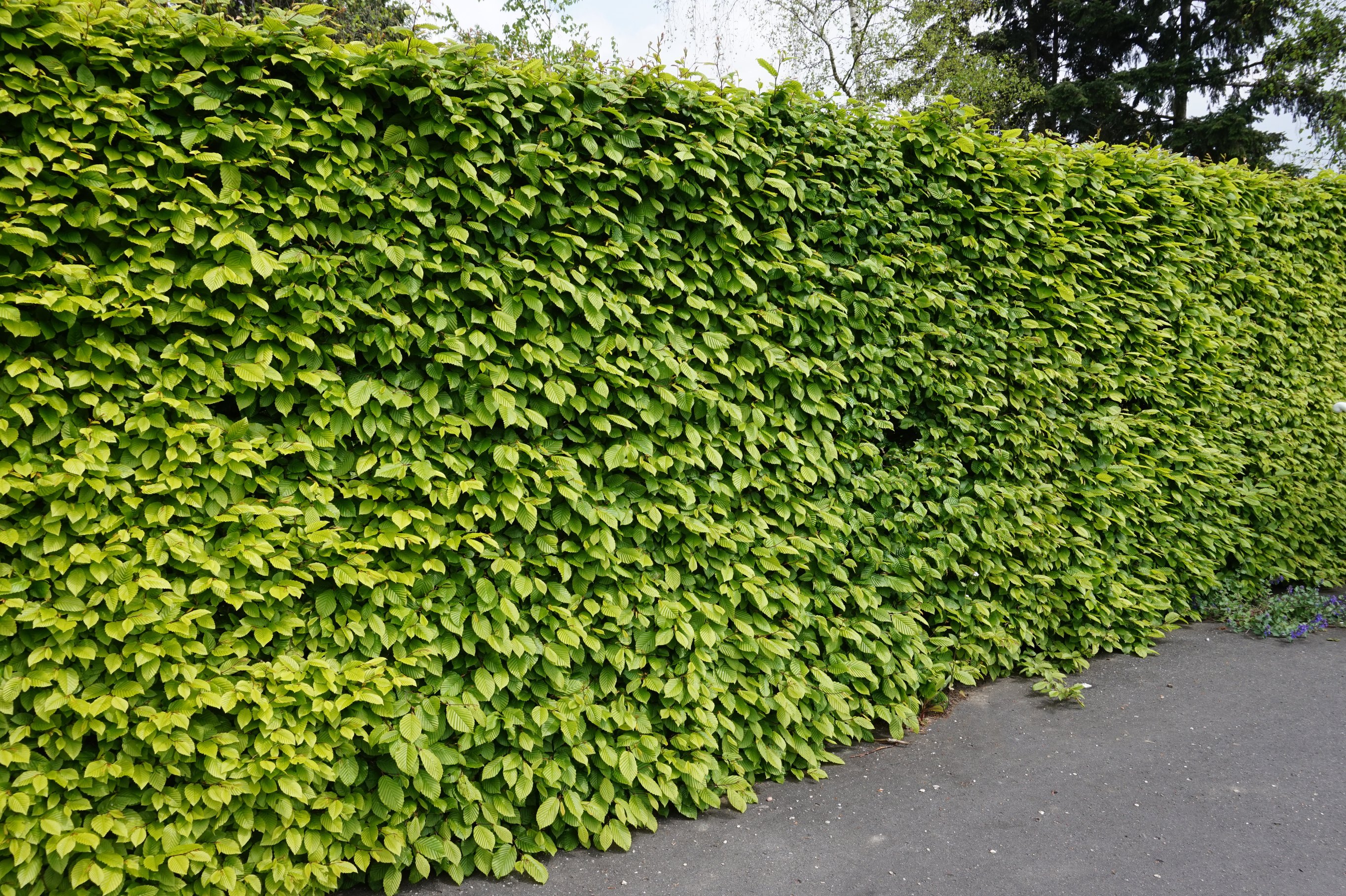 Hedge